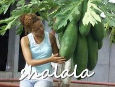 Fresh Super Sweet Big Papaya Fruit Seed Non GMO Potted Seed fruit Tree Seed and
