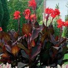 Fresh Flower Canna Lily Bulbs Ermine Tropical House White Flowers 2 Bulbs (Color: 2)
