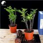 Fresh Red Sandalwood Tree Seeds