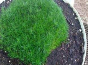 Fresh 500 Pcs Imported Irish Moss Seeds Sagina Subulata SE Seeds (Color:500 Pcs)