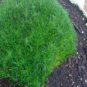 Fresh 500 Pcs Imported Irish Moss Seeds Sagina Subulata SE Seeds (Color:500 Pcs)