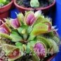 Fresh 300 pcs Fly Trap Seed Dionaea Muscipula Giant Clip Venus Mostrampa (Color : 2)