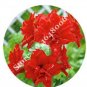 Fresh 100 Pots Amaryllis Pots Hippeastrum FlowersHome and Lilies (T) Seeds