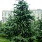 Fresh Evergreen Forest Woody Perennial Cedar Potted Plants Seeds