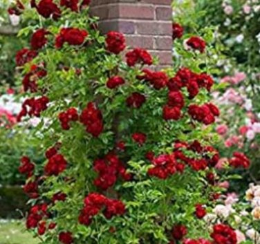Fresh Climbing Rose Flower 100 Pcs Fence Hedge Rose Flower Flower Seeds (Color: 3)