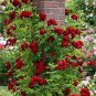 Fresh Climbing Rose Flower 100 Pcs Fence Hedge Rose Flower Flower Seeds (Color: 3)