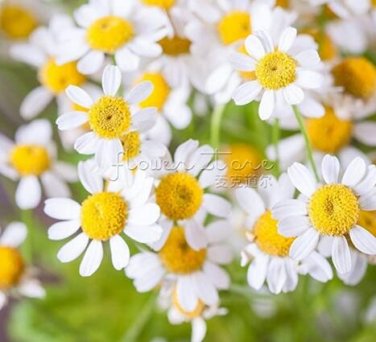 Fresh Rare Hierloom 100 Pyrethrum Daisy Seeds a natural insect deterrent