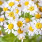 Fresh Rare Hierloom 100 Pyrethrum Daisy Seeds a natural insect deterrent