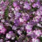 Fresh 100pcs/lot agrostemma githago Flower Home Garden (Color: 2) Seeds
