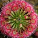 Fresh 100 Seeds 100 Pcs Giant Dionaea Muscipula Carnivorous (Col:White)