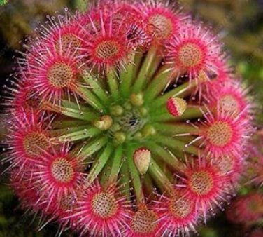 Fresh 100 Seeds 100 Pcs Giant Dionaea Muscipula Carnivorous (Col:White)