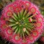 Fresh 100 Seeds 100 Pcs Giant Dionaea Muscipula Carnivorous (Col:White)