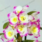 Fresh Colorful Orchid Flower Flores Dendrobium Orchid Gorgeous 100 Pcs Seed (Color: 6)