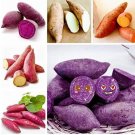 Fresh 20 Pcsato Seed Purpleato Vegetable Seed Food Fruit Vegetable (Col:Mix)