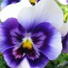 Fresh 24 Colors 100pcs/pack Mexican Pansy Flores Seeds (Col:Orange)