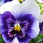 Fresh 24 Colors 100pcs/pack Mexican Pansy Flores Seeds (Col:Orange)