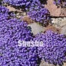 Fresh 100Pcs Aubrieta Cultorum Purple Ground Cover Rock Cress Flower Seed (Col:7)