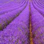 Fresh 100 Pcs Lavender Provence Bright Purple Lavandula Angustifolia Flower (Col:1) Seeds