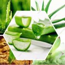 Fresh 300Pcs Green Aloe Vera Cosmetic Vegetables Fruit Seed Tree (Col:300 pcs)