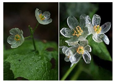 Fresh Heirloom Skeleton Flowers Seeds 200 Seeds Astilboides tabularis Exotic.