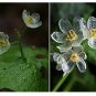 Fresh Heirloom Skeleton Flowers Seeds 200 Seeds Astilboides tabularis Exotic.
