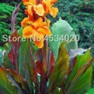 Fresh Canna Lily Potted Flower Variety Orangish Red Flowers Seeds