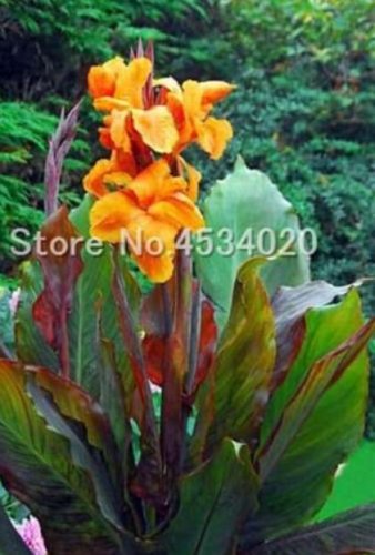 Fresh Canna Lily Potted Flower Variety Orangish Red Flowers Seeds