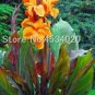 Fresh Canna Lily Potted Flower Variety Orangish Red Flowers Seeds