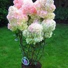 Fresh 20 Pcs Vanilla Strawberry Hydrangea flower Or Tree Hydrangea Macrophy (Col:3) Seeds