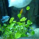 Fresh 500pcs Aquarium Grass Water Aquatic Grass Flores Fish Tank (Color: 1) Seeds