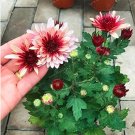 Fresh Chrysanthemum Seed Beautiful Flower Seed Perennial Spray Color 2