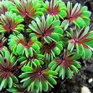 Fresh Oxalis Versicolor Flores Bonsái 100 piezas (Col:Mezclado) Seeds
