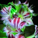 Fresh 100 Pcs Amaryllis Flowers Not Bulbs Seed Flower (Col:9)