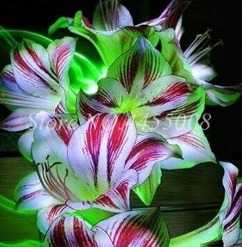 Fresh 100 Pcs Amaryllis Flowers Not Bulbs Seed Flower (Col:9)