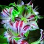 Fresh 100 Pcs Amaryllis Flowers Not Bulbs Seed Flower (Col:9)