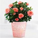 Fresh Mini Rose Seeds Pinkish Orange Flowers