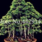 Fresh 100 pcs Dawn Redwood Seed Tree Grove (Color: Mixed)
