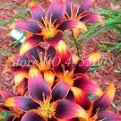 Fresh 100 Pcs Amaryllis Flowers Not Bulbs Seed Hippeastrum Barbados Lily (Col:11)