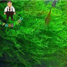 Fresh 1000pcs Aquarium er Java Moss Grass Raros Aquario Fish Tank Aquatic (Color: 2) Seeds