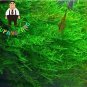 Fresh 1000pcs Aquarium er Java Moss Grass Raros Aquario Fish Tank Aquatic (Color: 2) Seeds