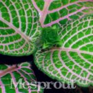 Fresh 100 Pcs Fittonia Verschaffeltii Mini Easy to Balcony Fun Flower (Color: 6) Seeds