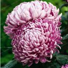 Fresh Chrysanthemum Seeds Big Purple Double Blooms Flowers