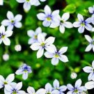 Fresh 50 seeds Blue Star Creeper Isotoma Fluviatilis 3 Seasons of Blooms Quart Seedss