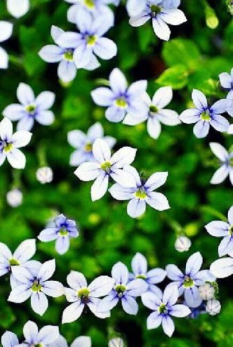 Fresh 50 seeds Blue Star Creeper Isotoma Fluviatilis 3 Seasons of Blooms Quart Seedss