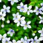 Fresh 50 seeds Blue Star Creeper Isotoma Fluviatilis 3 Seasons of Blooms Quart Seedss