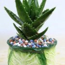 Fresh 50 Pcs Green Aloe VeraEdible Edible Cosmetic Vegetables Fruit Seed Tree (Col:5)