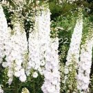 Fresh 100 Pcs Delphinium Seedling Muti Color Flowers Hardy