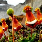 Fresh 30Pcs/Pack Calceolaria Uniflora Flower Seeds Rare Alpine Vegetation Seeds