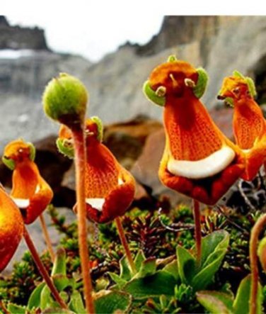Fresh 30Pcs/Pack Calceolaria Uniflora Flower Seeds Rare Alpine Vegetation Seeds