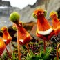Fresh 30Pcs/Pack Calceolaria Uniflora Flower Seeds Rare Alpine Vegetation Seeds